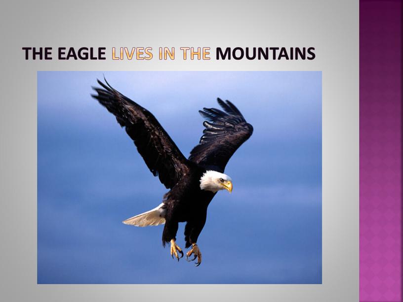 The eagle lives in the mountains