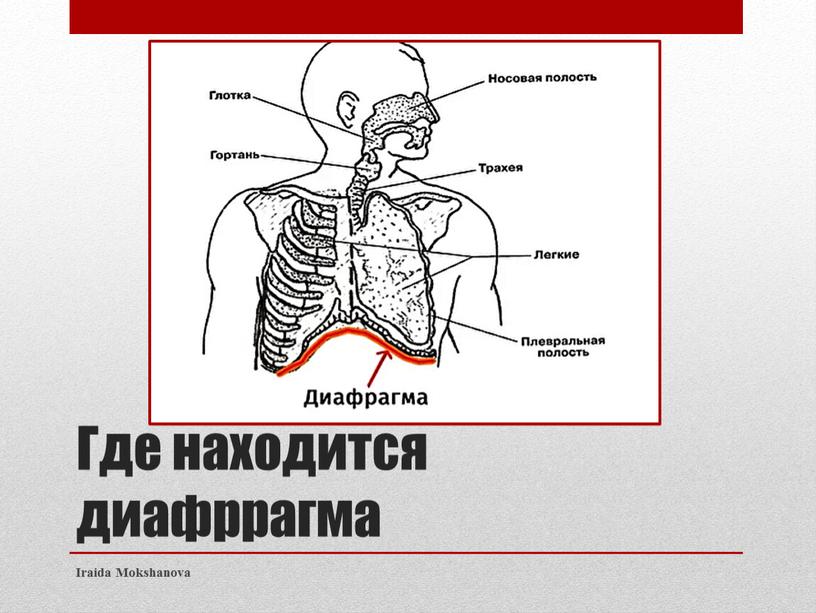 Где находится диафррагма Iraida