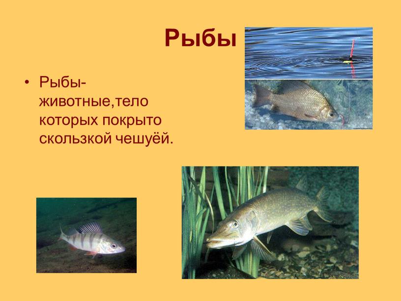 Рыбы Рыбы-животные,тело которых покрыто скользкой чешуёй