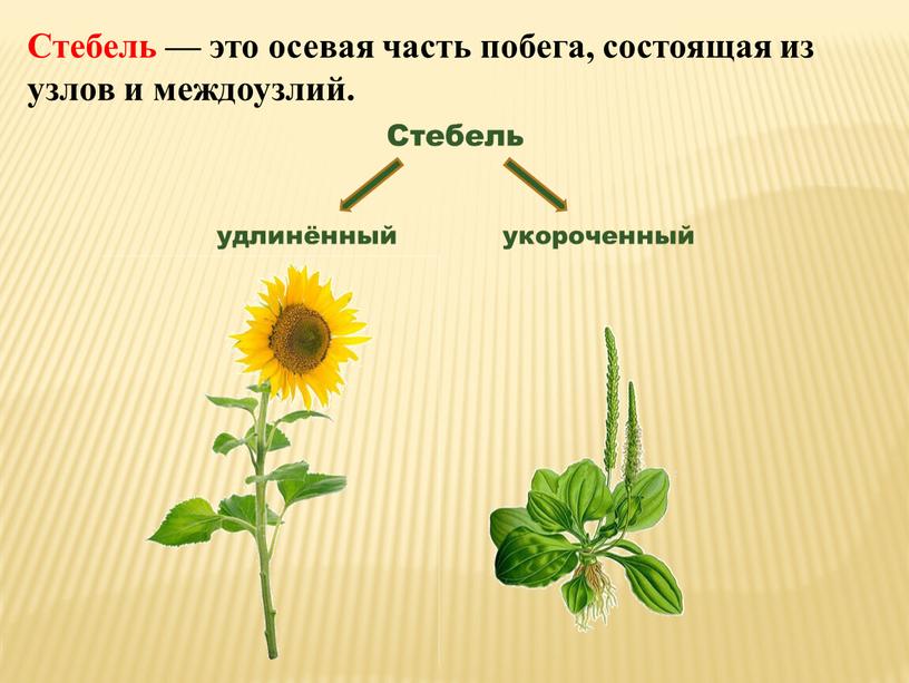 Стебель — это осевая часть побега, состоящая из узлов и междоузлий