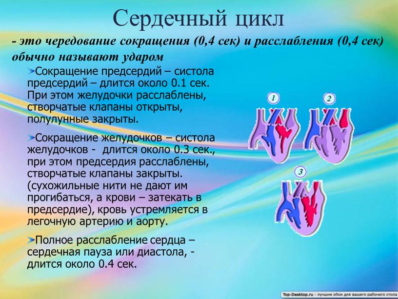 Сердечный цикл - это чередование сокращения (0,4 сек) и расслабления (0,4 сек) обычно называют ударом