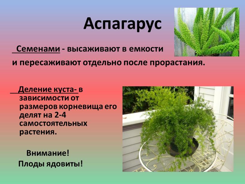 Аспагарус Деление куста- в зависимости от размеров корневища его делят на 2-4 самостоятельных растения