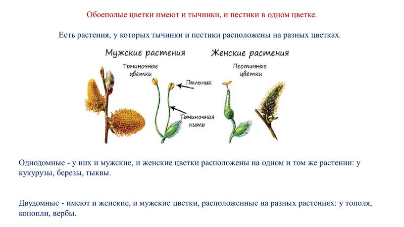 Обоеполые цветки имеют и тычинки, и пестики в одном цветке