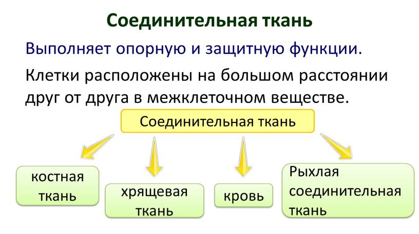 Соединительная ткань Выполняет опорную и защитную функции