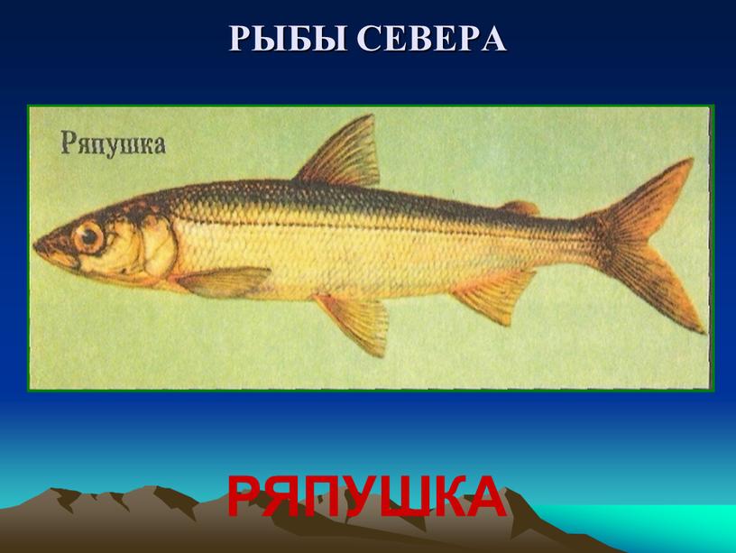 РЫБЫ СЕВЕРА РЯПУШКА