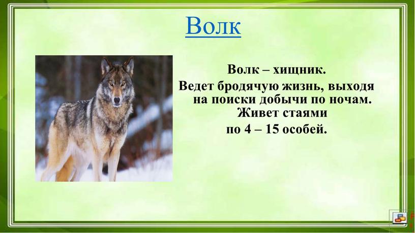 Волк Волк – хищник. Ведет бродячую жизнь, выходя на поиски добычи по ночам