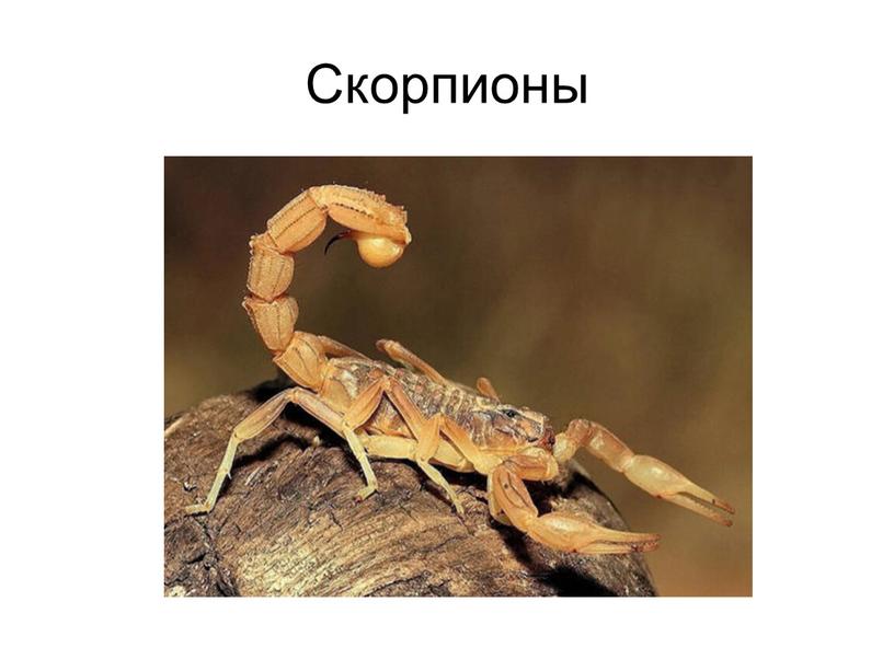 Скорпионы