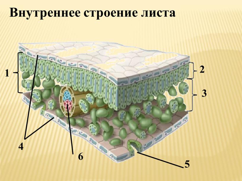 Внутреннее строение листа 2 1 3 4 5 6