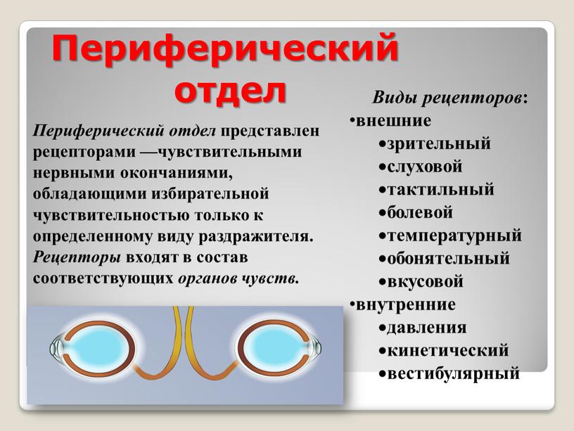 Периферический отдел Виды рецепторов : внешние зрительный слуховой тактильный болевой температурный обонятельный вкусовой внутренние давления кинетический вестибулярный