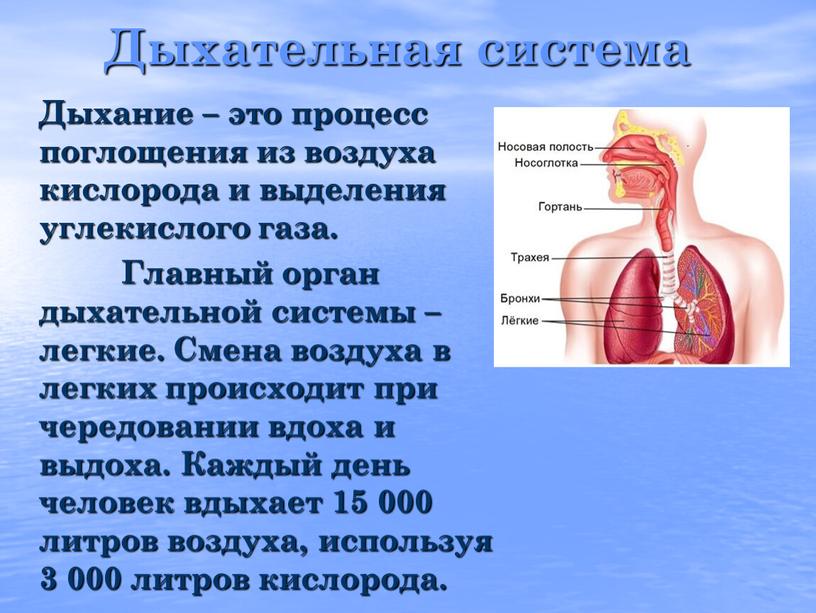 Дыхательная система Дыхание – это процесс поглощения из воздуха кислорода и выделения углекислого газа