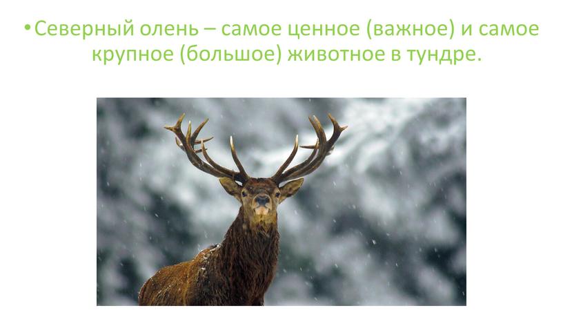 Северный олень – самое ценное (важное) и самое крупное (большое) животное в тундре