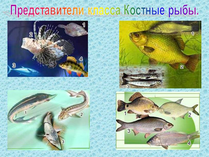 Представители класса Костные рыбы