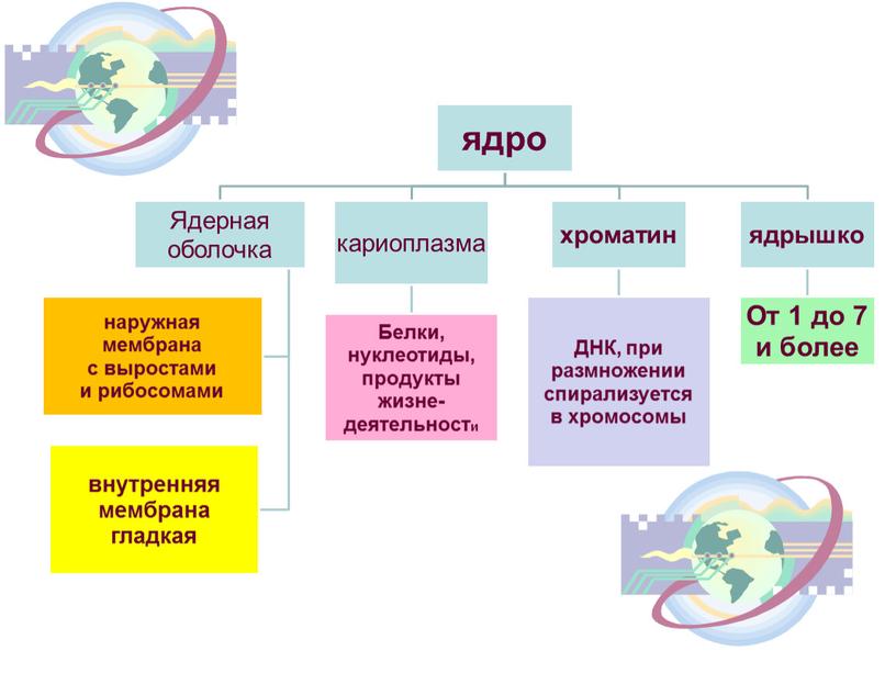 Презентация к уроку биологии: "Ядро - главный органоид клетки"