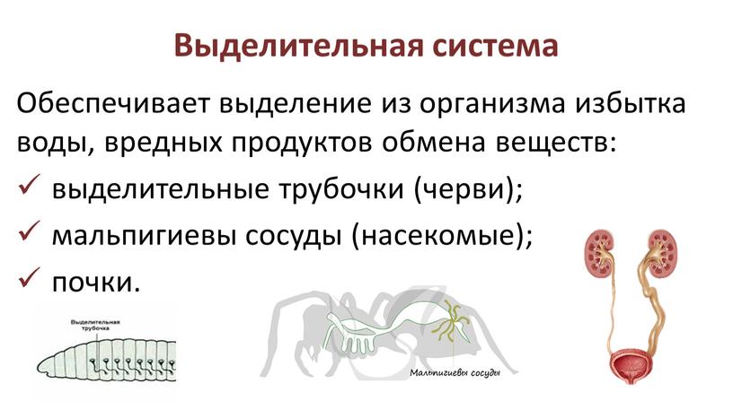 Выделительная система Обеспечивает выделение из организма избытка воды, вредных продуктов обмена веществ: выделительные трубочки (черви); мальпигиевы сосуды (насекомые); почки