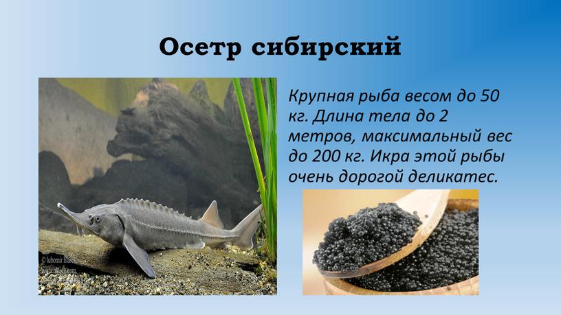 Осетр сибирский Крупная рыба весом до 50 кг