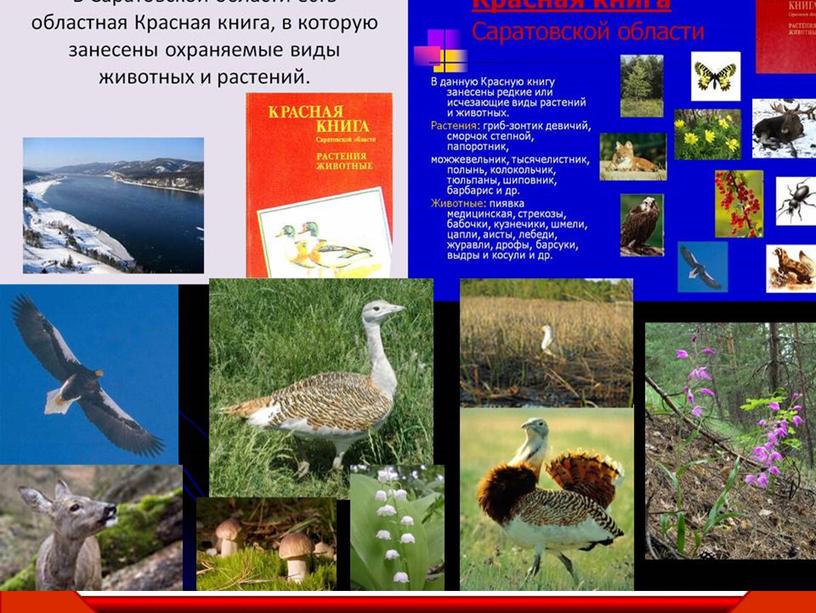 Что такое Красная книга?