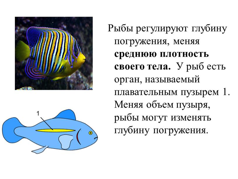 Рыбы регулируют глубину погружения, меняя среднюю плотность своего тела