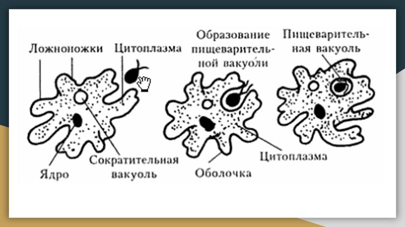 Царство Животные. Общая характеристика. Одноклеточные. Кишечнополостные