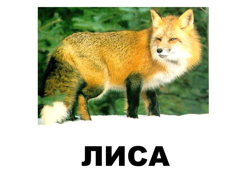 ЛИСА