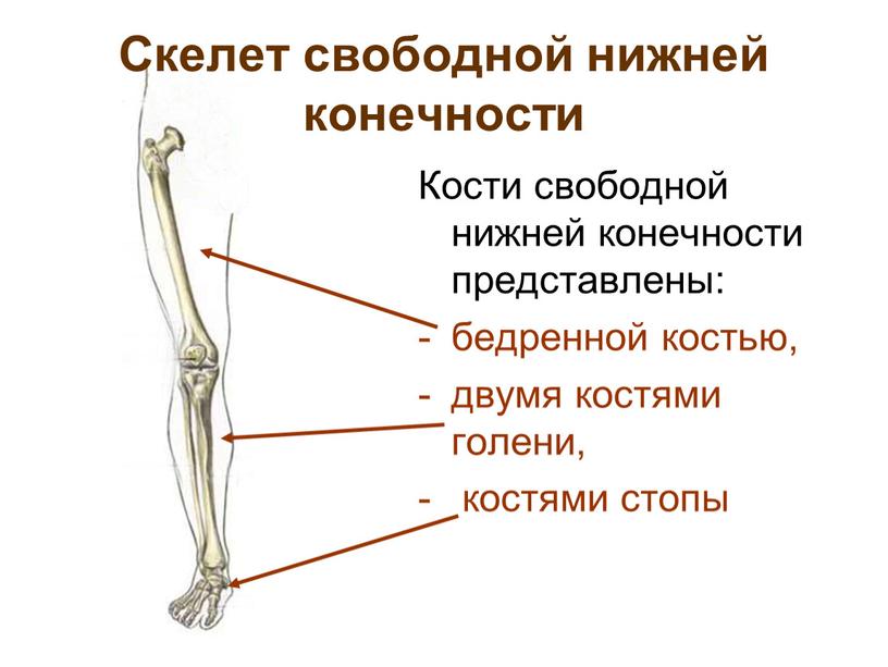 Скелет свободной нижней конечности