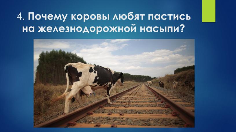 Почему коровы любят пастись на железнодорожной насыпи?