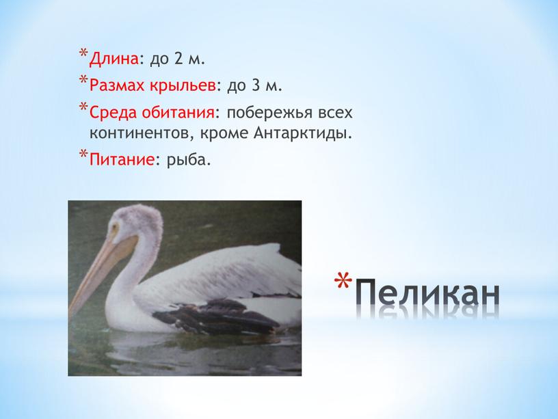Пеликан Длина: до 2 м. Размах крыльев: до 3 м