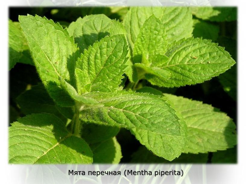 Мята перечная (Mentha piperita)