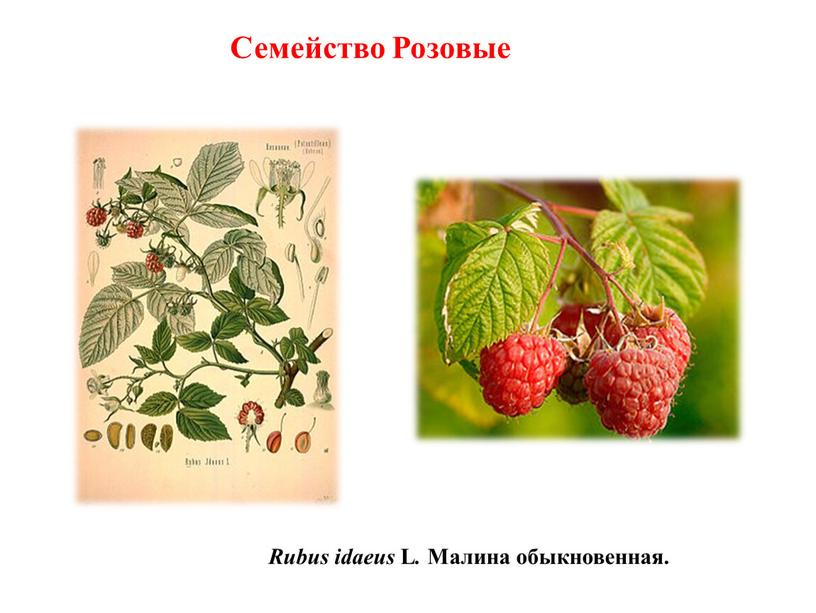 Rubus idaeus L . Малина обыкновенная