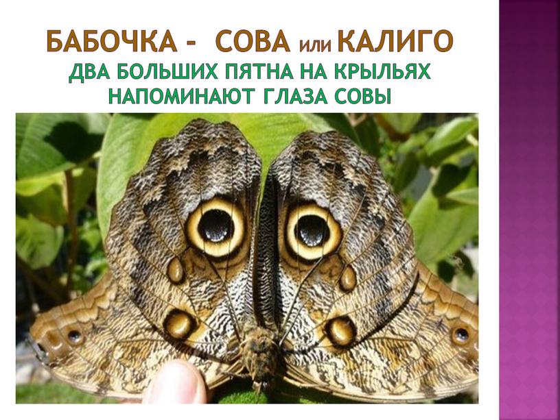 Бабочка - сова или калиго два больших пятна на крыльях напоминают глаза совы