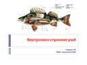 Презентация по биологии  7 класс по теме "Особенности внутреннего строения и жизнедеятельности рыб"
