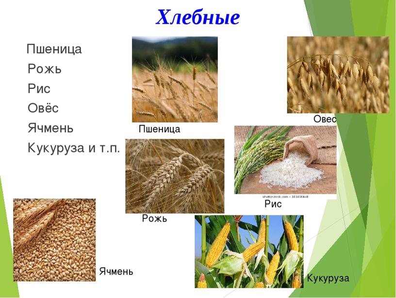 Презентация "Общая характеристика  и классификация культурных растений"