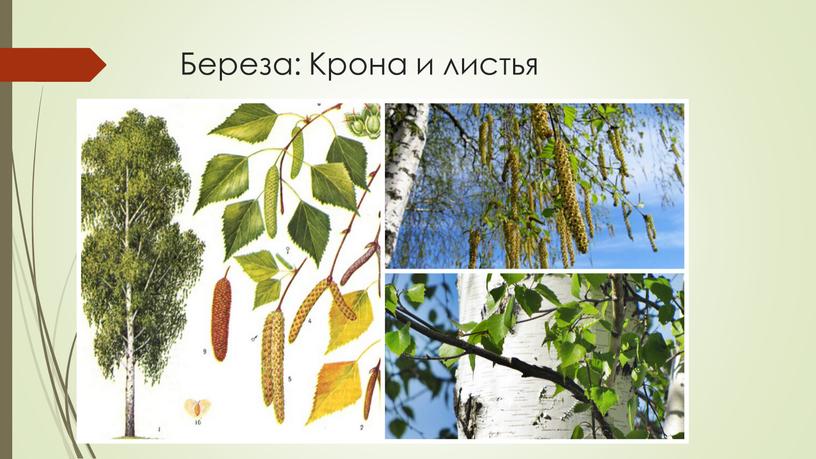 Что за дерево стоит ветра нет а лист дрожит