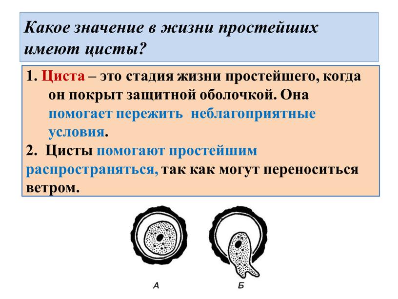 Какое значение в жизни простейших имеют цисты? 1