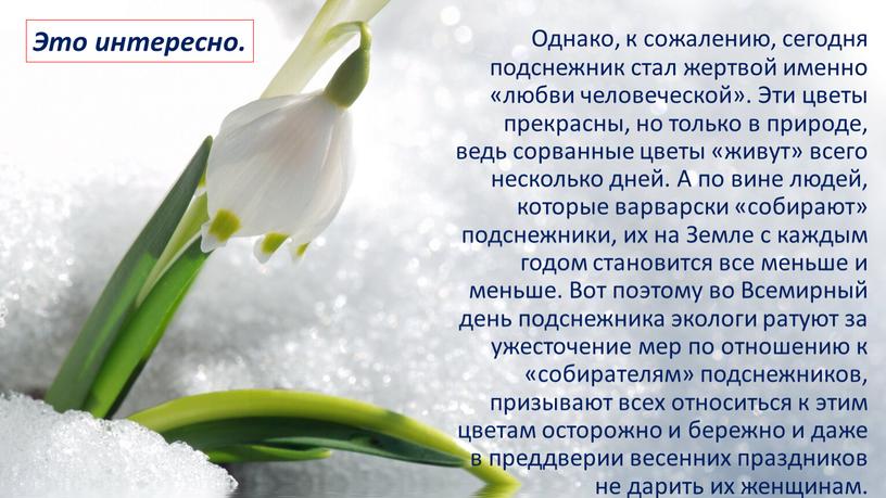 Однако, к сожалению, сегодня подснежник стал жертвой именно «любви человеческой»