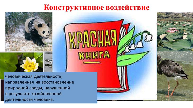 Конструктивное воздействие человеческая деятельность, направленная на восстановление природной среды, нарушенной в результате хозяйственной деятельности человека