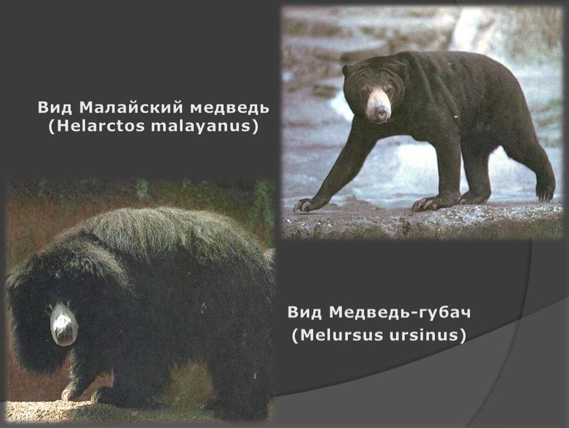 Вид Малайский медведь (Helarctos malayanus)