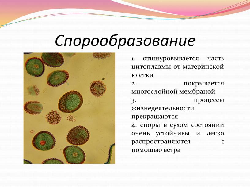 Спорообразование 1. отшнуровывается часть цитоплазмы от материнской клетки 2