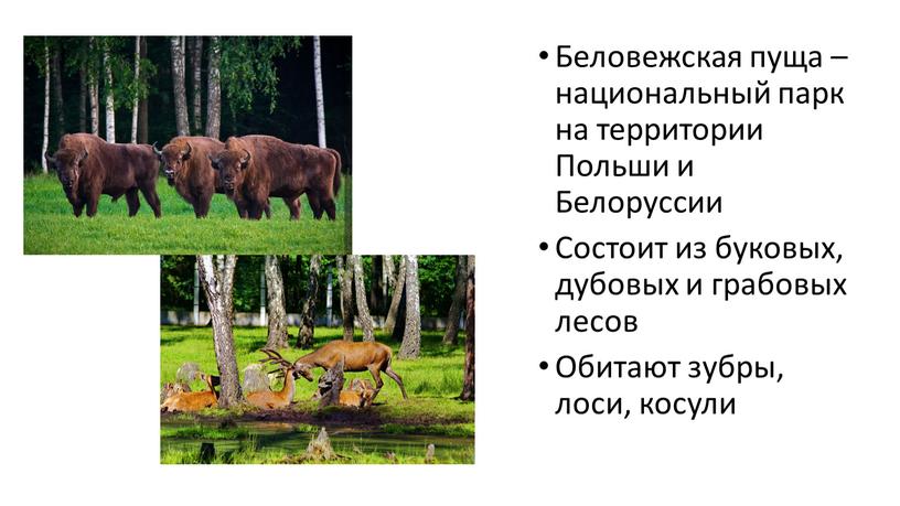 Беловежская пуща – национальный парк на территории