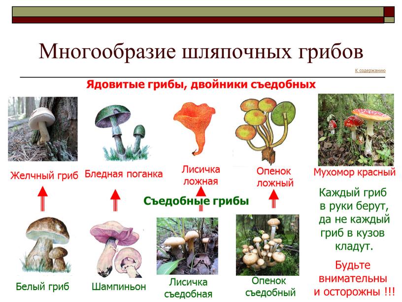 Многообразие шляпочных грибов Ядовитые грибы, двойники съедобных