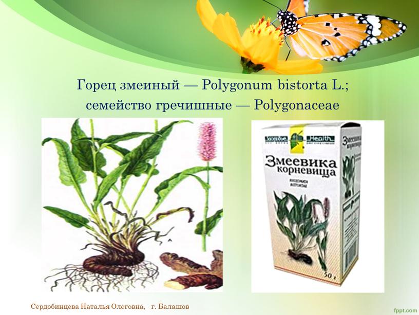 Вирус на эхинацеи. Проект на тему лекарственная азбука. Псиллиум механизм действия. Кровоостанавливающие растения. Лекарственные растения гемостатического действия.
