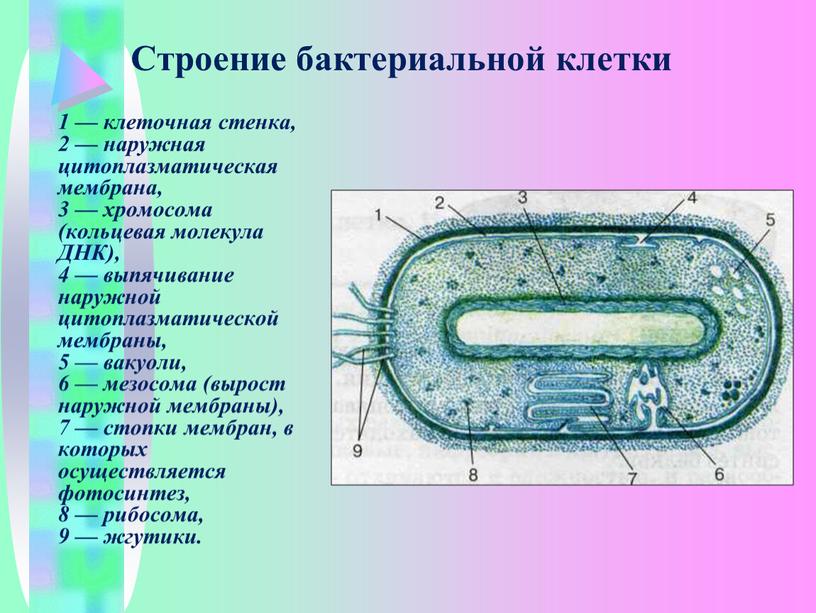 Строение бактериальной клетки 1 — клеточная стенка, 2 — наружная цитоплазматическая мембрана, 3 — хромосома (кольцевая молекула