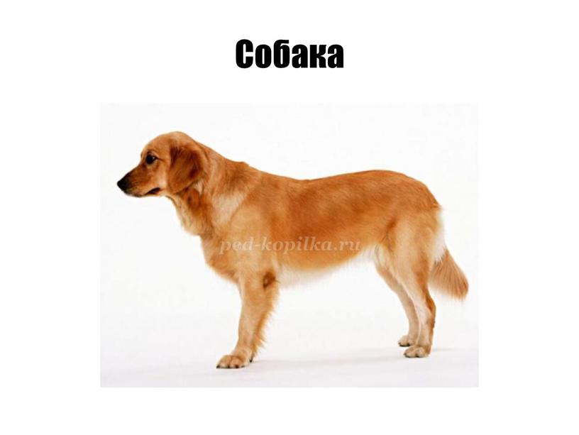 Собака