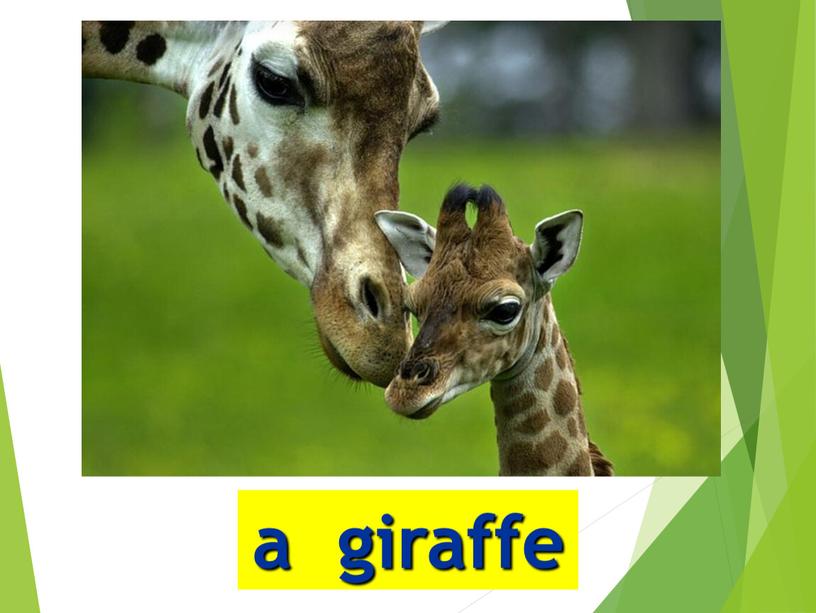 a giraffe
