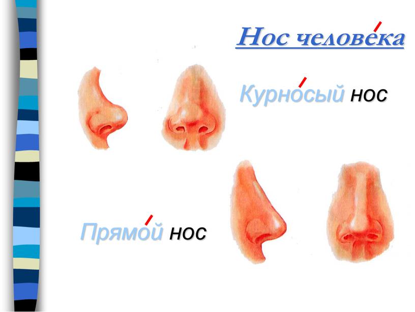 Нос человека Курносый нос Прямой нос