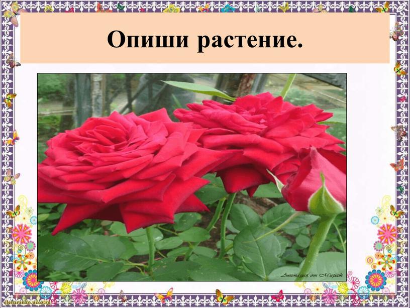 Опиши растение.