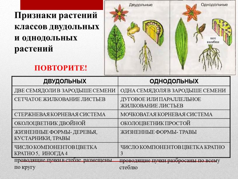 ДВУДОЛЬНЫХ ОДНОДОЛЬНЫХ ДВЕ СЕМЯДОЛИ