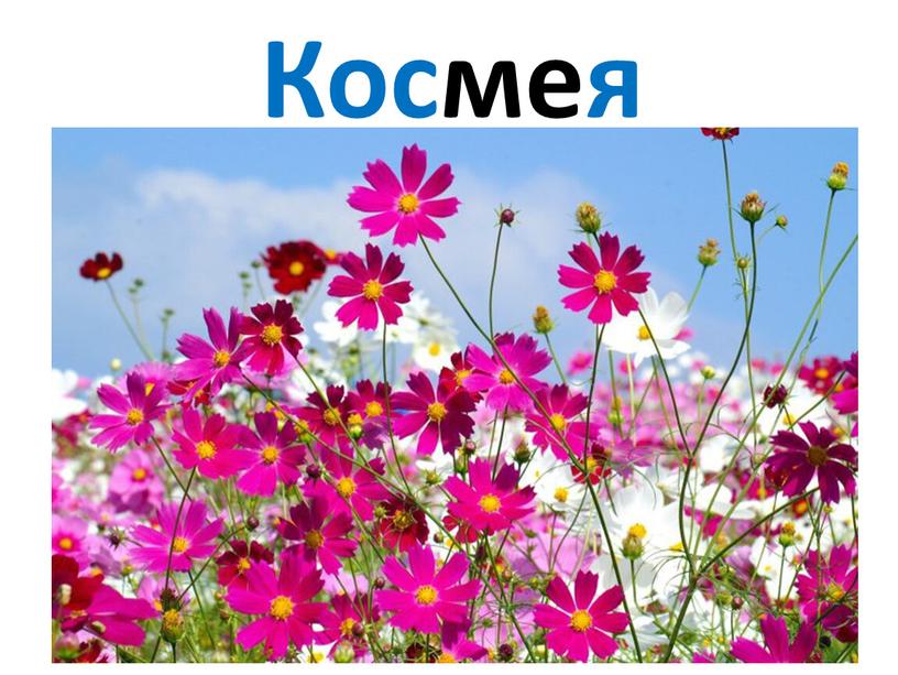 Космея