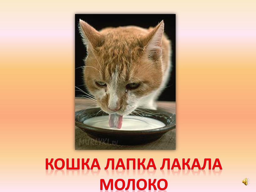 Кошка лапка лакала молоко