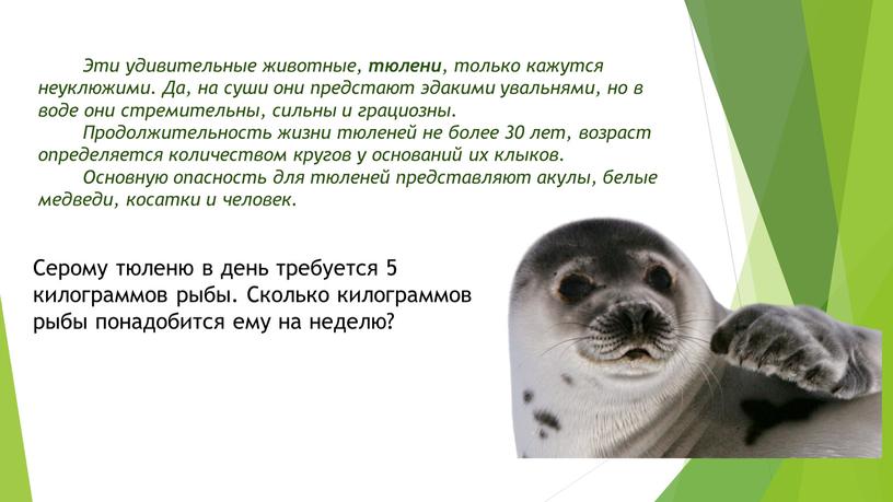 Эти удивительные животные, тюлени , только кажутся неуклюжими
