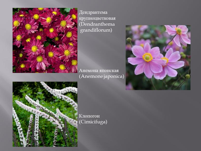 Дендрантема крупноцветковая (Dendranthema grandiflorum)